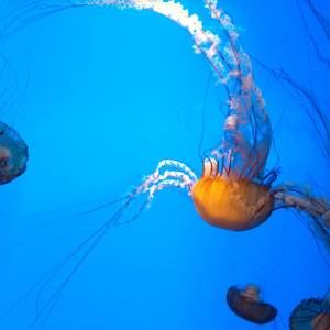 Meet your Posher, Kosa